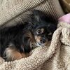 lainie_shoop